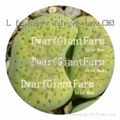  DwarfGiantFarm 50pcs a set Lithop Fulviceps SEED 25usd DwarfGiantFarm irishua2 2