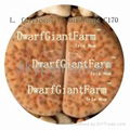  DwarfGiantFarm 50pcs a set Lithop Fulviceps SEED 25usd DwarfGiantFarm irishua2 3