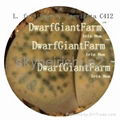  DwarfGiantFarm 50pcs a set Lithop Fulviceps SEED 25usd DwarfGiantFarm irishua2 4