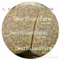  DwarfGiantFarm 50pcs a set Lithop Fulviceps SEED 25usd DwarfGiantFarm irishua2 5