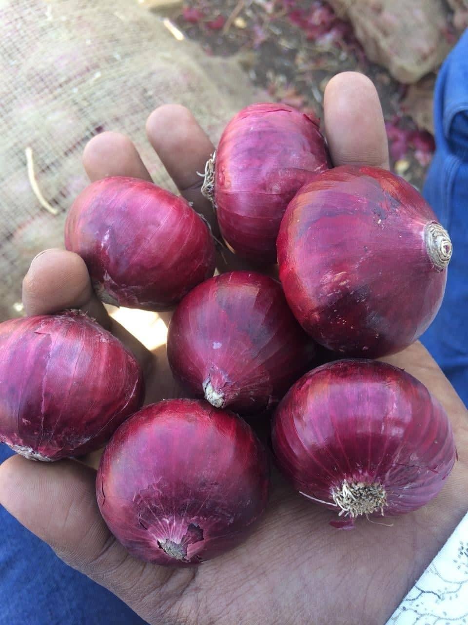 Fresh onion exporter from India 3