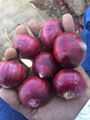 Fresh onion exporter from India