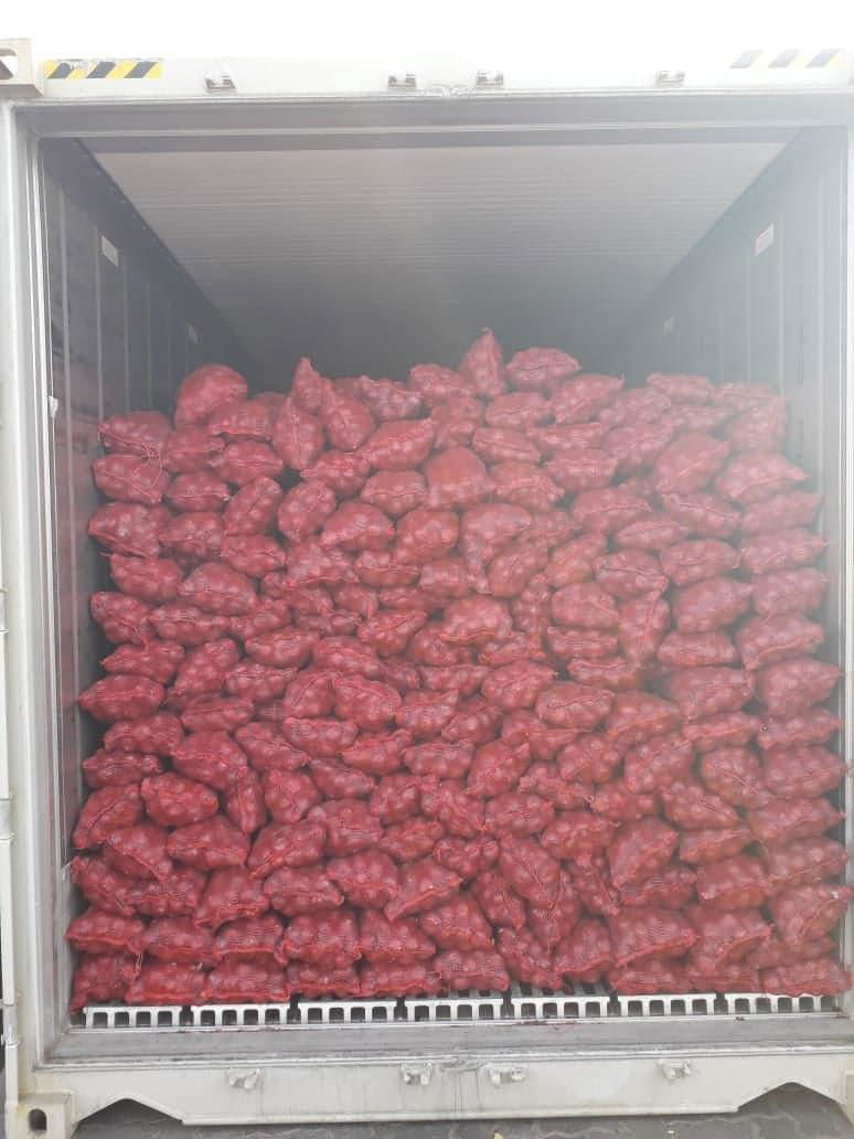 Fresh onion exporter from India 4