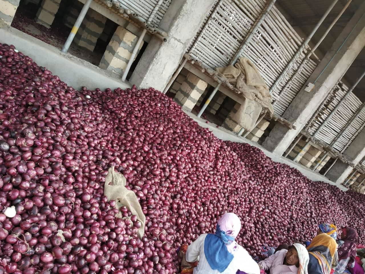 Fresh onion exporter from India 5