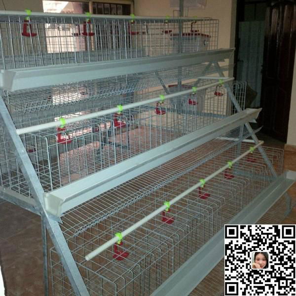 poultry layer cage for chicken farm 3