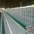 poultry layer cage for chicken farm 4
