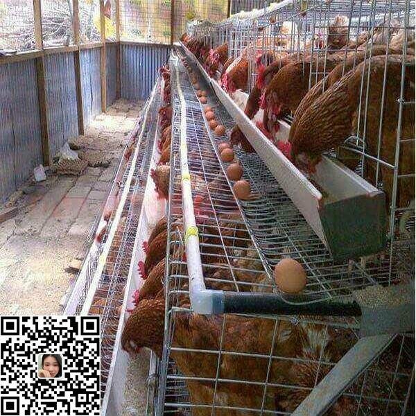 poultry layer cage for chicken farm 5