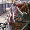 poultry layer cage for chicken farm 5