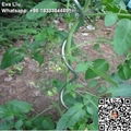 tomato spiral plant support tomato stent 2