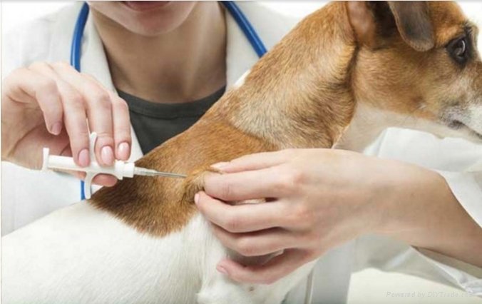 Identify Animal RFID Glass Tag with Syringe For Cat dog sheep Goat