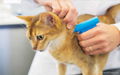 Identify Animal RFID Glass Tag with Syringe For Cat dog sheep Goat 3
