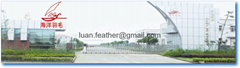 THE SEA FEATHER LIMITED COMPANY OF LUAN. THE SEA FEATHER LIMITED COMPANY OF LUAN.