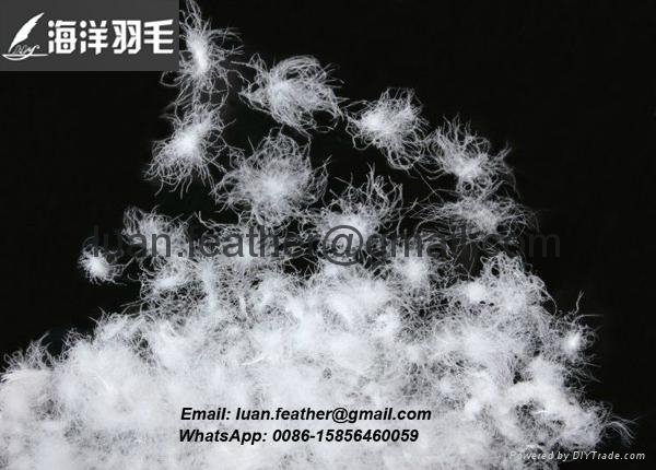 Wholesale bulk 75% white grey duck down and feather 4
