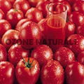 Tomato Oleoresins Co2 Extracted