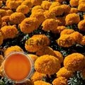 Marigold Oleoresins Co2 Extracted