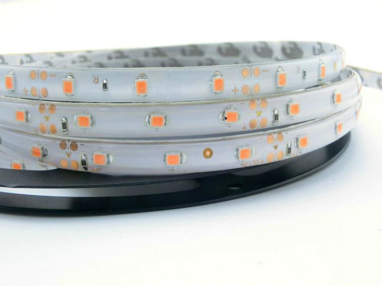 Pink Color LED Strip 3528 flexible light,DC12V 60 leds/m Waterproof and No Water 3
