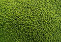 GREEN MUNG BEANS 2