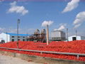 tomato paste 5