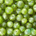 Agrilinks Frozen gooseberry 1