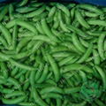 frozen Sugar snap pea 1