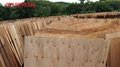 Eucalyptus Core Veneer Thickness 2.0mm A Grade to Make Plywood 2