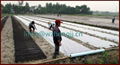 Good quality 100% Polypropylene nonwoven fabric for agriculture 5