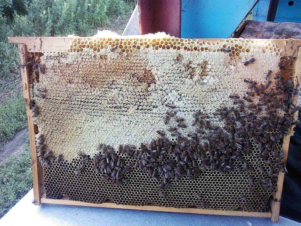 Pure honey Wholesale 2