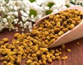 Bee pollen 3