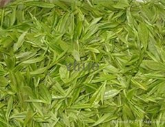green tea extract 
