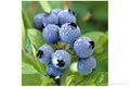 bilberry extract