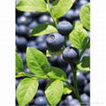 bilberry extract 2