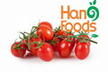 Canned Cherry tomato in Stock 1