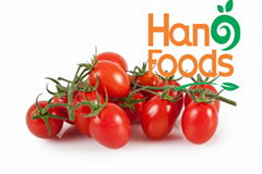 Canned Cherry tomato in Stock