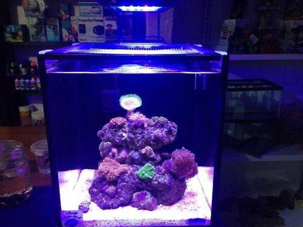 Saltwater Coral 18 Watt Led Aquarium Light