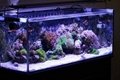 54 Watt Aquarium LED Lighting System For Both Freshwater And Saltwater Tanks 2