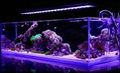 LED Aquarium Lighting 72 Watts for Freshwater And Saltwater Tanks 5