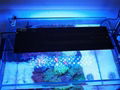 Marine LED Light Coral SPS LPS Grow Mini Nano Aquarium Sea Reef Tank  3