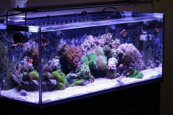  White Blue 54W LED Light Full Spectrum Aquarium Fish Tank  Light  2