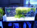 Aquarium LED Lighting System For Freshwater And Saltwater Tanks 2