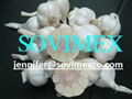 Fresh White Garlic 1