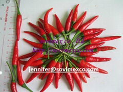 Dried Chilli