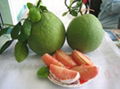 Fresh Pomelo