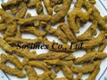 All kind of Turmeric  1