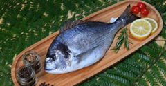 Seabream