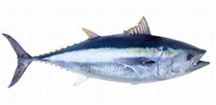 Bluefin Tuna