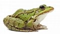 Frog - Rana Esculenta