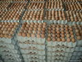 White & Brown Fresh Table Chicken Eggs 1