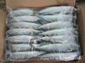 Frozen Fish Jack and horse Mackerel with Fresh Tast and Good Quality 1
