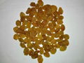 golden sultana 2