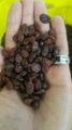 sun dried raisins 1